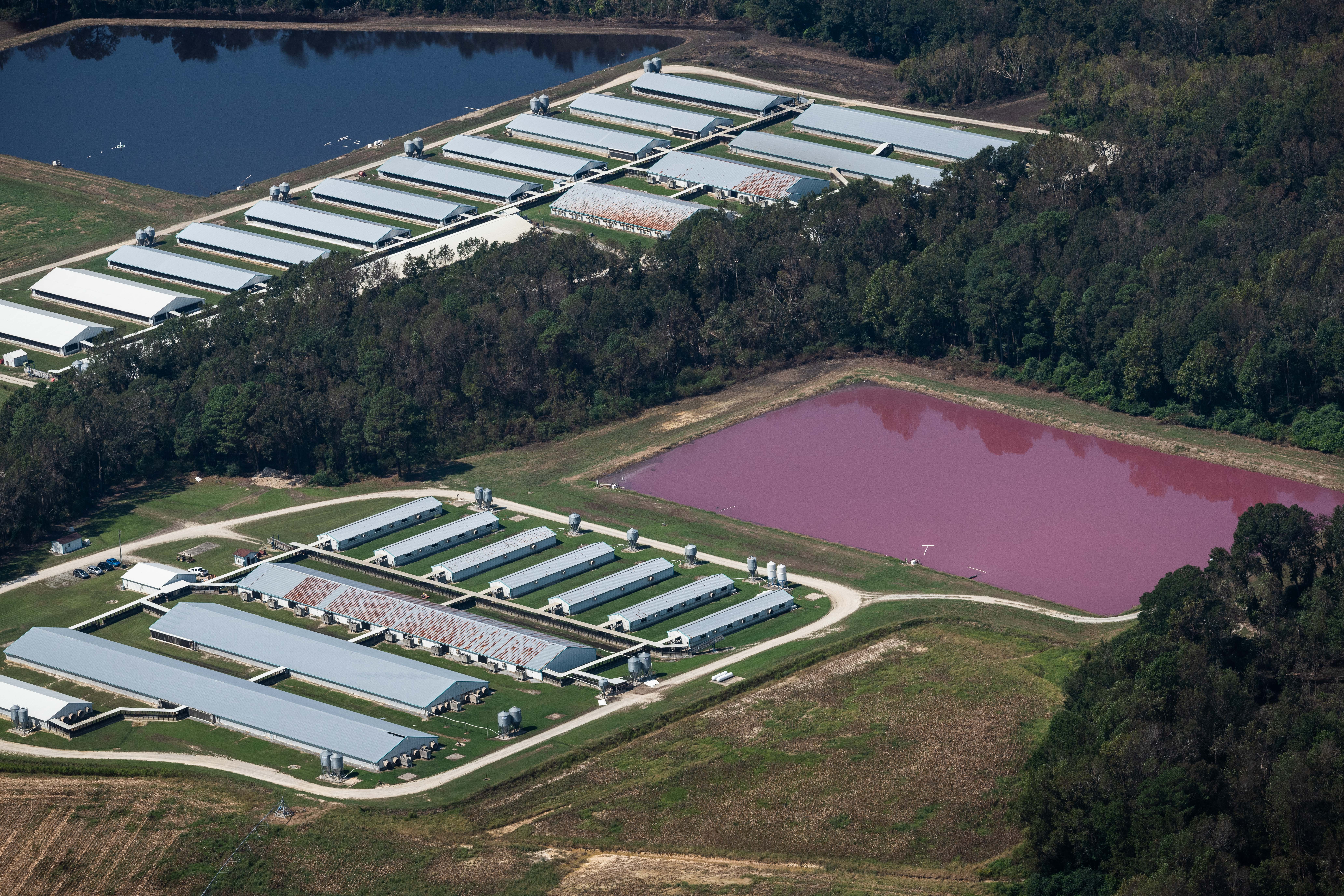 cafo